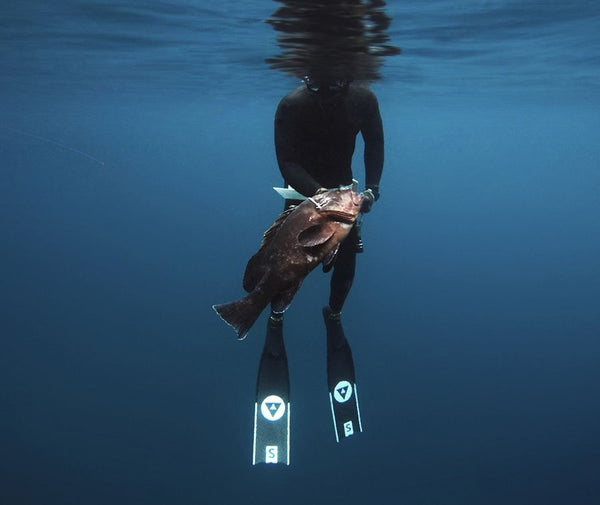 Spearfishing freediver holding fish in hand, wearing Alchemy S Carbon Fiber Bifins in White
